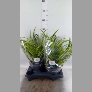 Chlorophytum com. 'Vittatum'