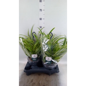 Chlorophytum com. 'Vittatum'
