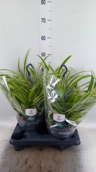 <h4>Chlorophytum com. 'Vittatum'</h4>
