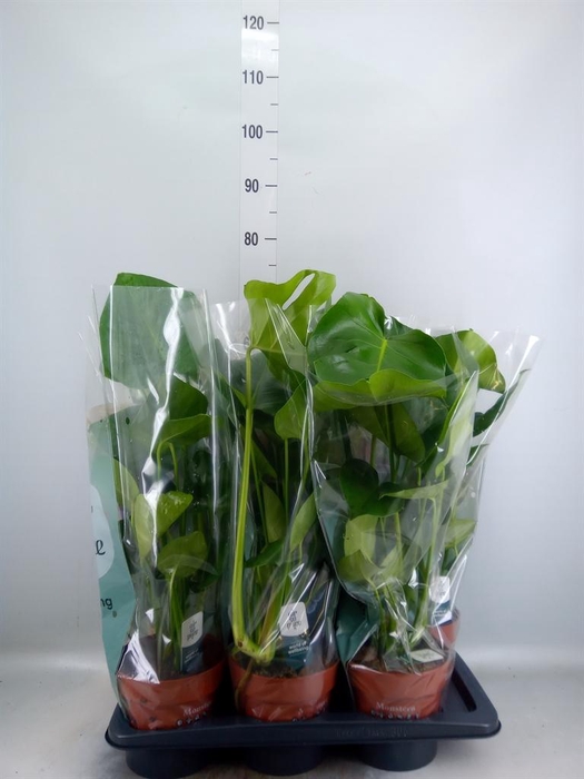<h4>Monstera delic.</h4>
