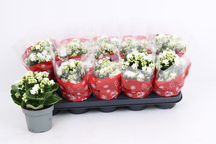 <h4>KAL GE RF SIA</h4>