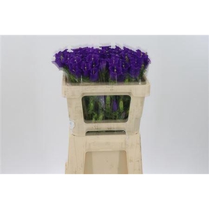 Camp M Champion Blue