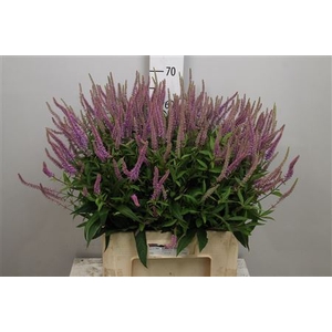 Veronicastrum virg. 'Fascina'