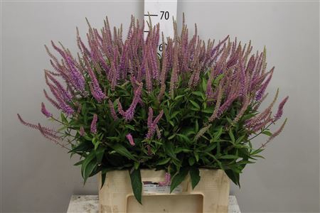 <h4>Veronicastrum virg. 'Fascina'</h4>