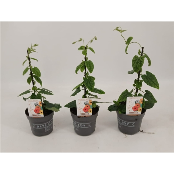 <h4>Thunbergia alata 'New Orange'</h4>