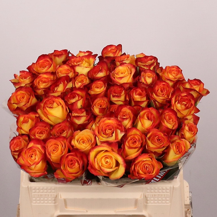 <h4>R GR FIREFOX</h4>