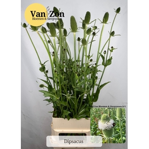 Dipsacus