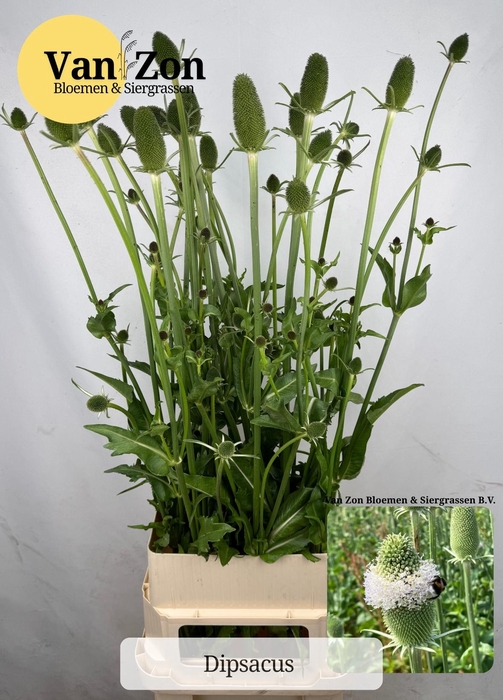 <h4>Dipsacus</h4>