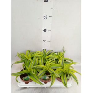 Dracaena frag. 'Lemon Surprise'