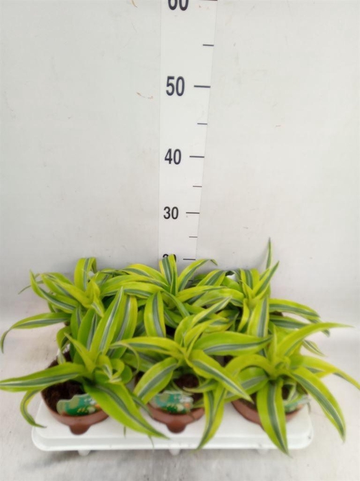 <h4>Dracaena frag. 'Lemon Surprise'</h4>