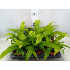 Asplenium antiquum