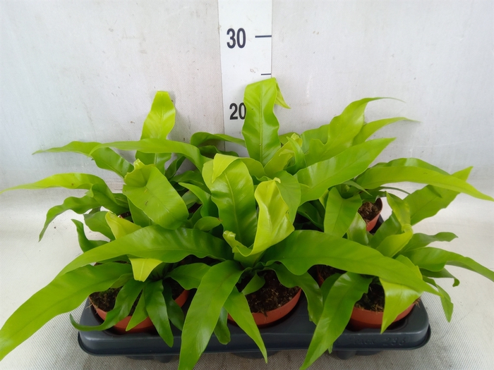 <h4>Asplenium antiquum</h4>
