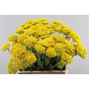 Achillea Park Variety L65