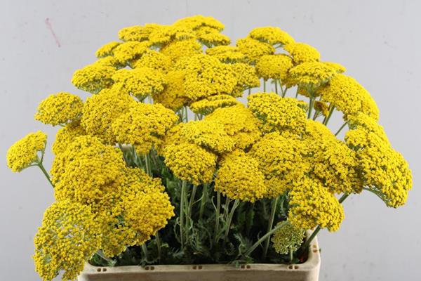 <h4>Achillea Park Variety L65</h4>