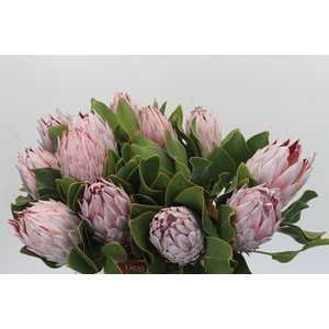 Protea Cynaroides