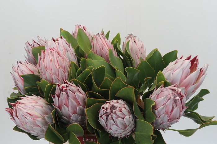 <h4>Protea Cynaroides</h4>