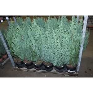 TUIA STRICKITA P20