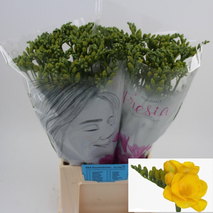<h4>Freesia du Soleil</h4>