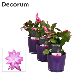 Schlumbergera - 9 cm - Glaspot Nashville purple - Decorum