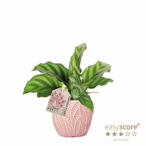 CALATHEA SPECIES P7 FREDDY