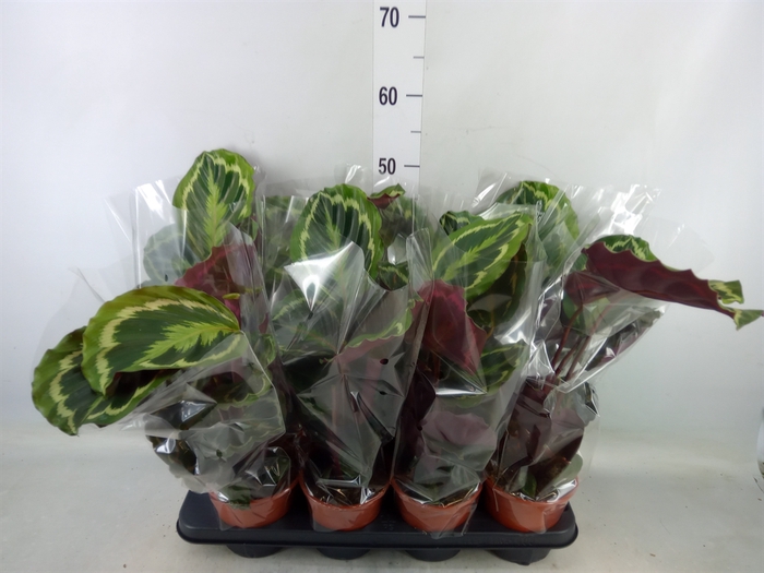 <h4>Calathea  'Medallion'</h4>