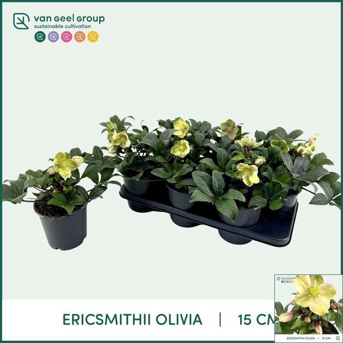 <h4>Helleborus Overig</h4>