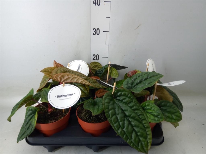 <h4>Anthurium   ...</h4>