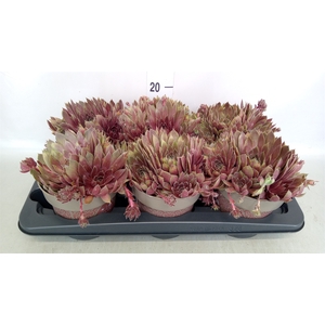 Sempervivum   ...