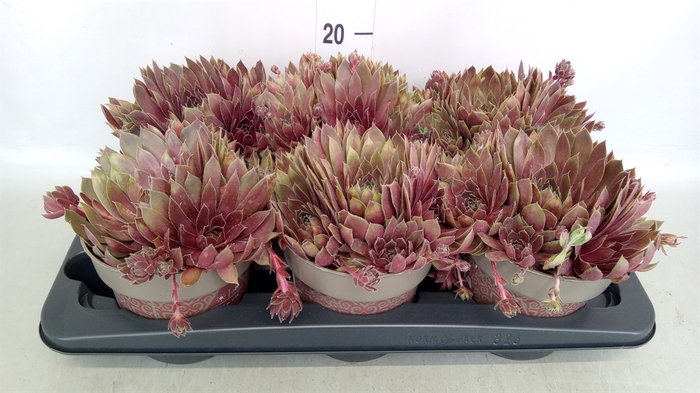 <h4>Sempervivum   ...</h4>
