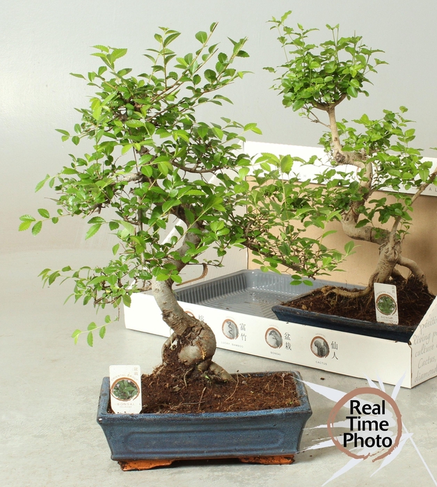 <h4>BONSAI GEM</h4>