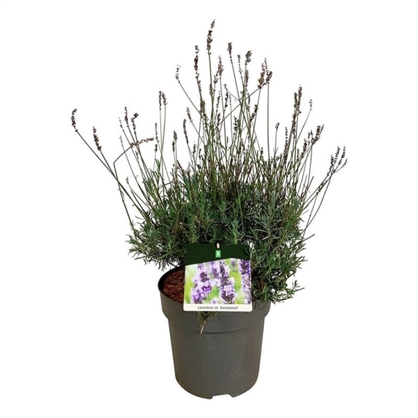 <h4>Lavandula int. Sensational!</h4>