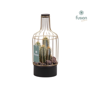 Green Bottle metaal met cactus
