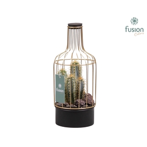 Green Bottle metaal met cactus