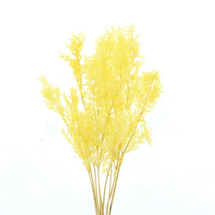 <h4>Pres Ruscus Soft Bleached Creme Per Stem</h4>