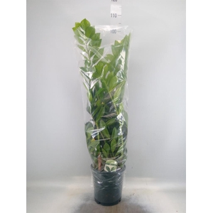 Zamioculcas zamiifolia