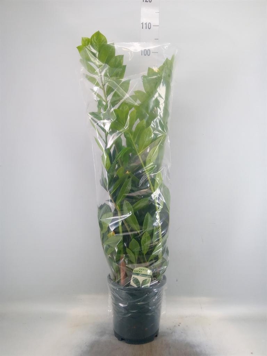 <h4>Zamioculcas zamiifolia</h4>