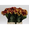 Dahlia Creme de Cognac