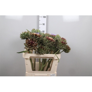 Cynara Sc Green Glob