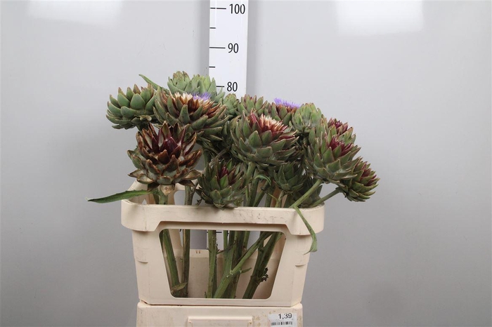 <h4>Cynara Sc Green Glob</h4>