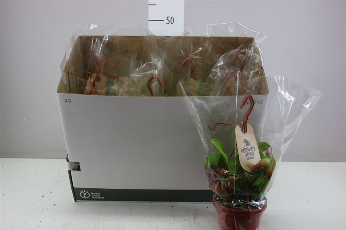 <h4>Nepenthes Alata Hangpot</h4>
