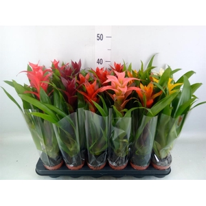 Guzmania   ...mix