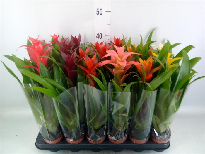 <h4>Guzmania   ...mix</h4>