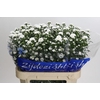 Aster univ. 'Paquita'