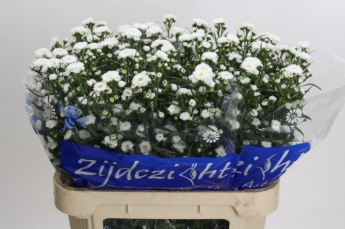 <h4>Aster N-B 'Cassy'</h4>