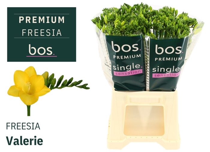 <h4>FR EN VALERIE</h4>