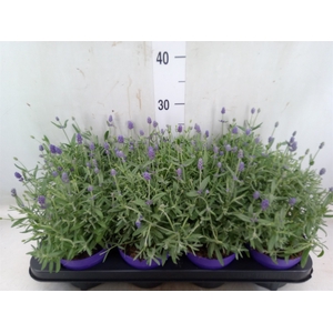 Lavandula angus. 'Cleo-Patio'