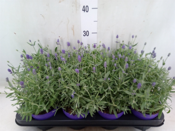 <h4>Lavandula angus. 'Cleo-Patio'</h4>