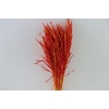 Dried Artz Rice Grass Picasso Bunch
