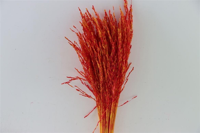 Dried Artz Rice Grass Picasso Bunch