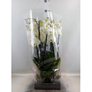 Phalaenopsis   ...white